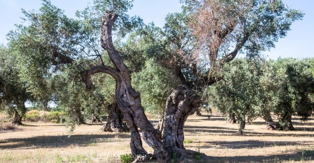 Avviso - Reimpianto olivi in zona infetta